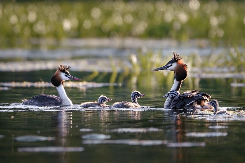 Милое семейство фото превью