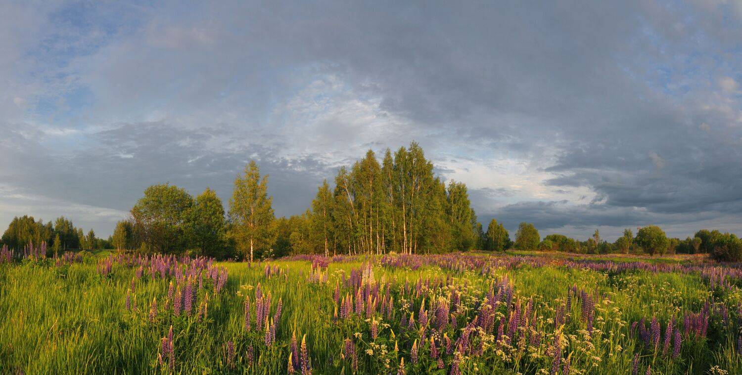 цветы , поле , лес, Александр Свистков