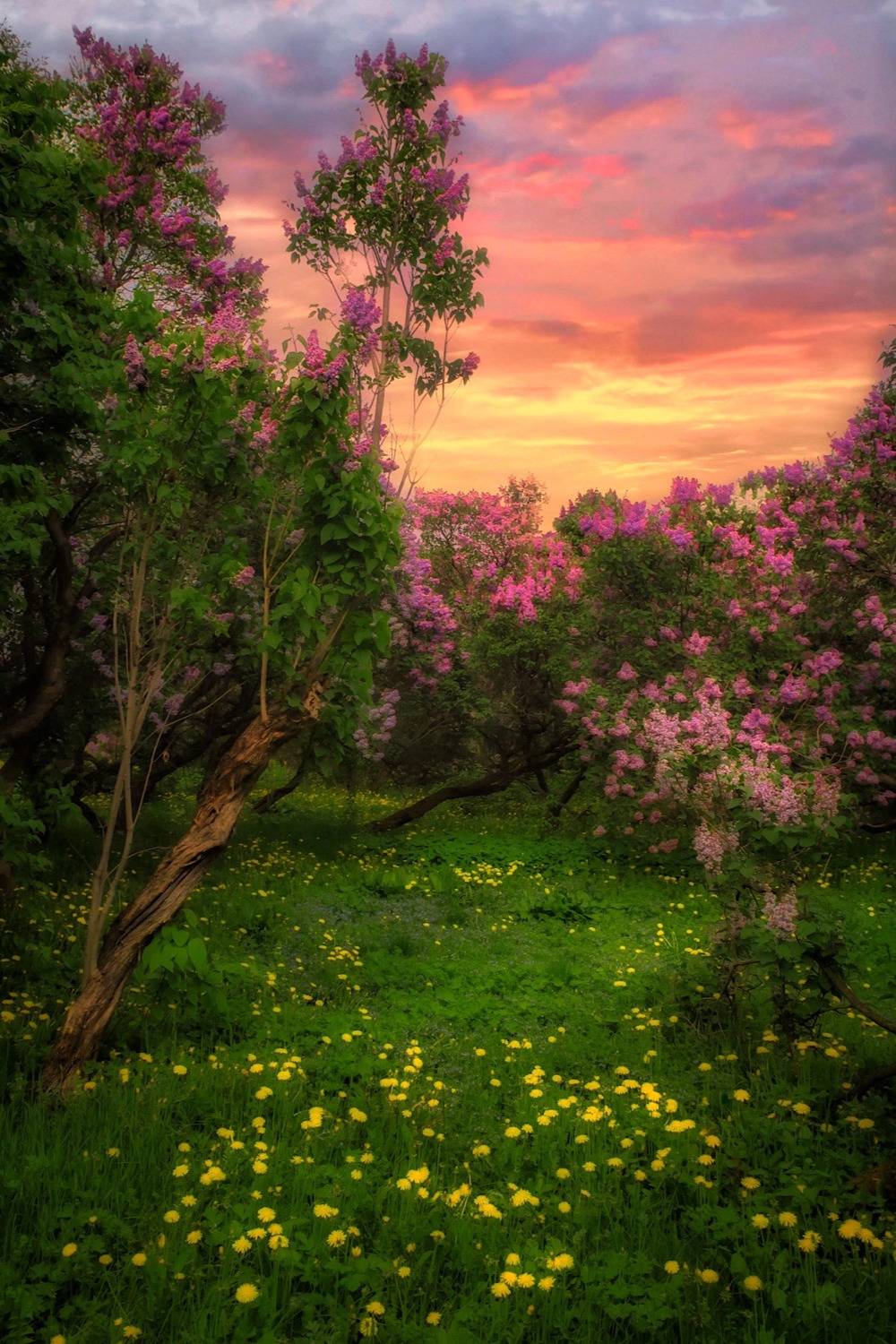 пейзаж, landscape, nature, природа, сирень, lilac, весна, spring, Julia Kaissa