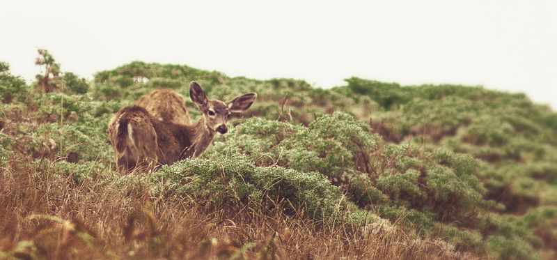 Bembi фото превью