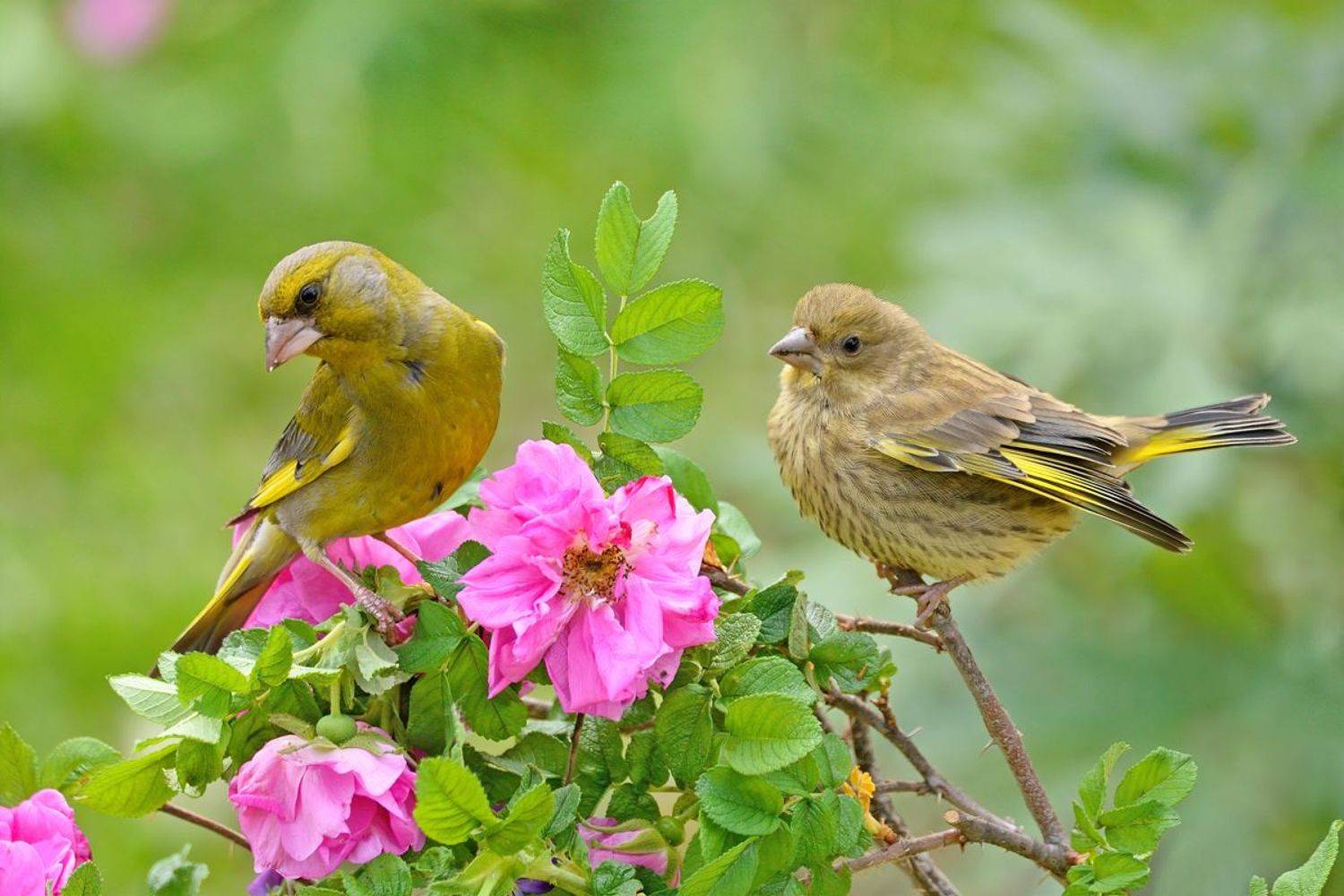 природа, фотоохота, варакушка, птицы, животные, цветы, лето, зеленушка, vladilenoff