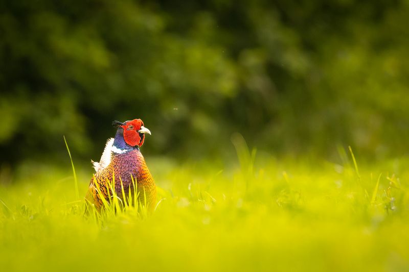 Pheasant фото превью