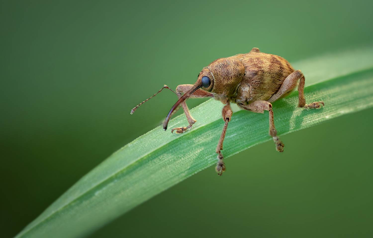 жук долгоносик, долгоносик, weevilbeetle, насекомое, макро, макрофотография, macro, Хилько Марина