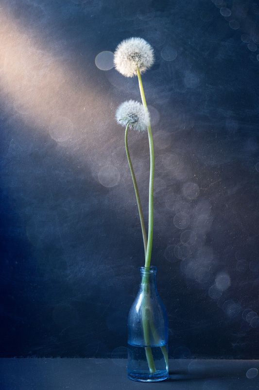 still life история одуванчиков фото превью