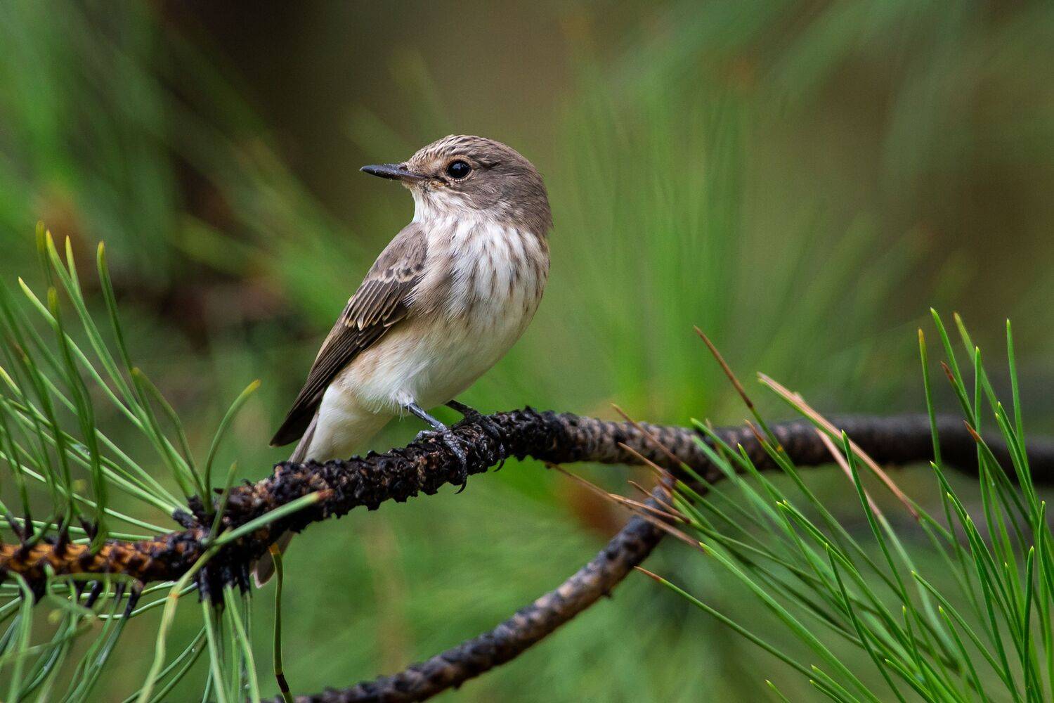 Muscicapa striata, bird, birds, birdswatching, volgograd, russia, , Сторчилов Павел