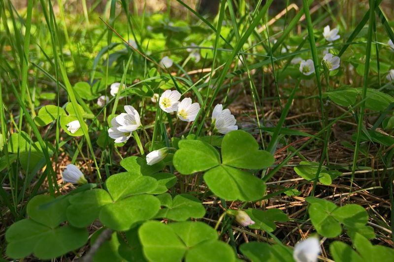 Весенние сюжеты фото превью