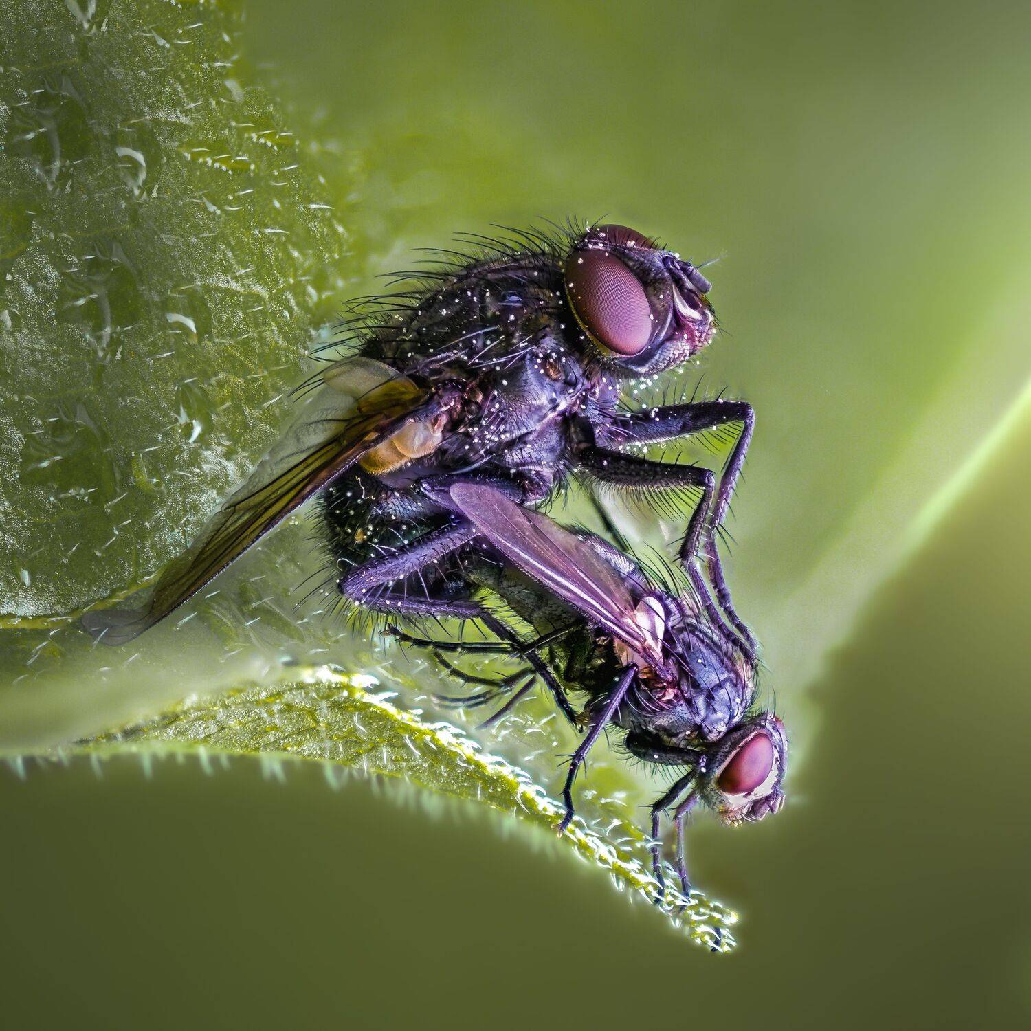 fly, insect, leaf, tiger fly, macro, bug, nature wild, robber fly, robber, mating, stack, Atul Saluja
