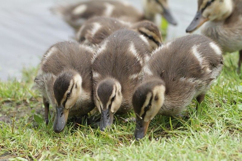 утенок утка кряква Дружные ребята фото превью