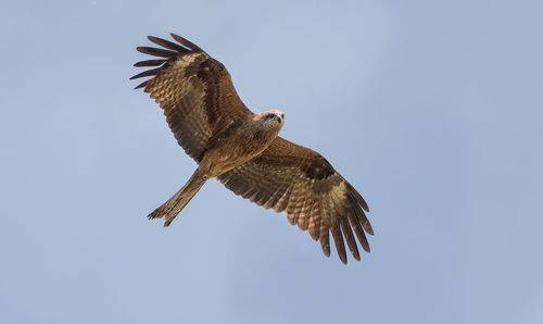 Улыбочку, сейчас вылетит птичка!