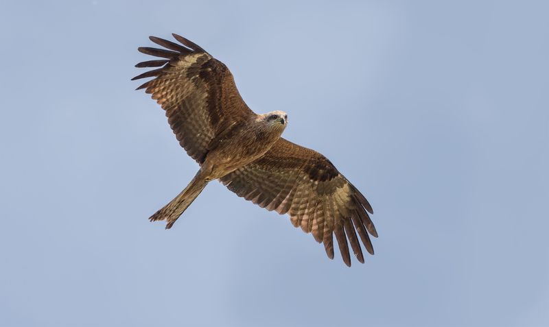 птица, хищник, коршун, полёт, Улыбочку, сейчас вылетит птичка! фото превью