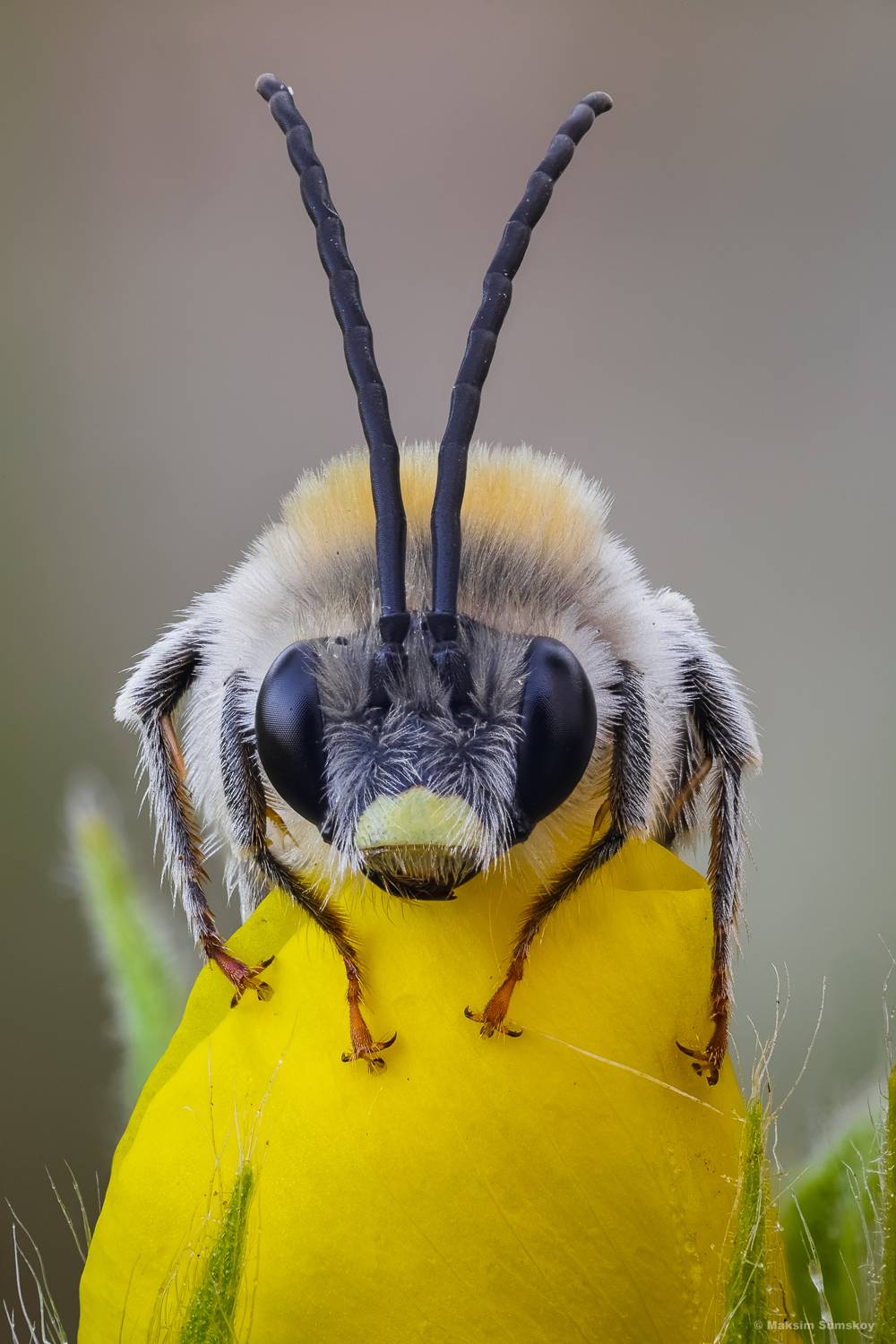 , Максим Сумской