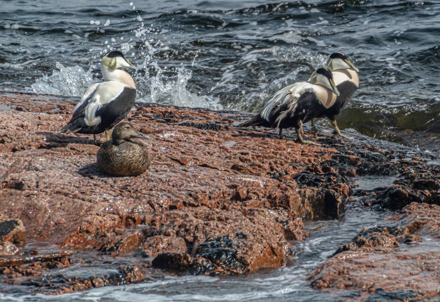 мурмаская область, териберка, птицы, обыкновенная гага, Савчук Сергей
