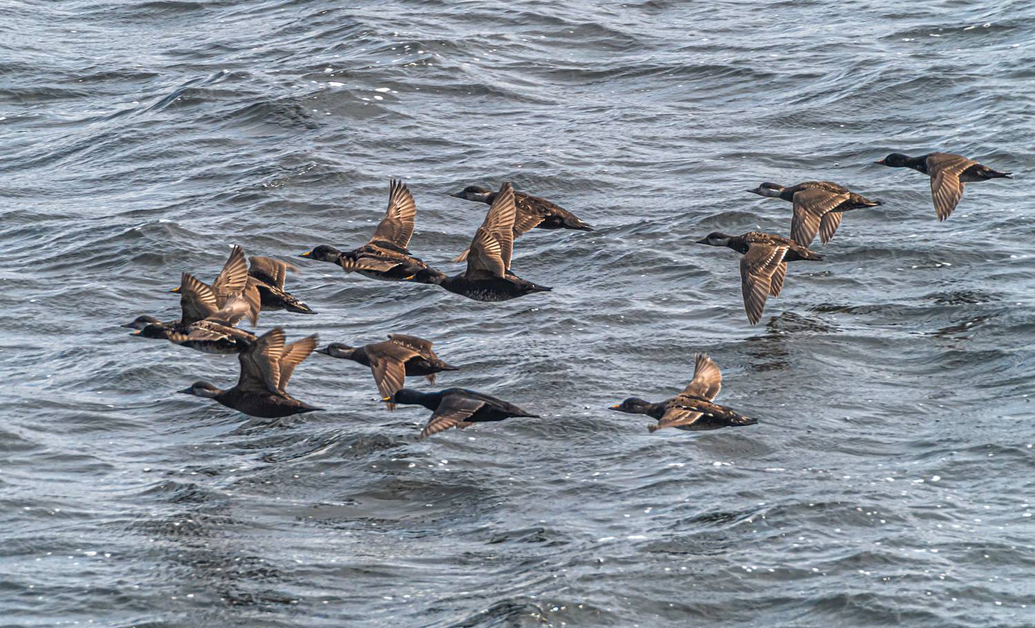мурмаская область, териберка, птицы, синьга, Савчук Сергей