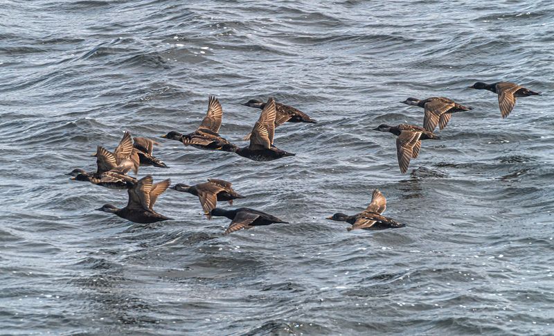 мурмаская область, териберка, птицы, синьга Синьга в полете фото превью