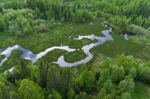 Сказки заповедного леса