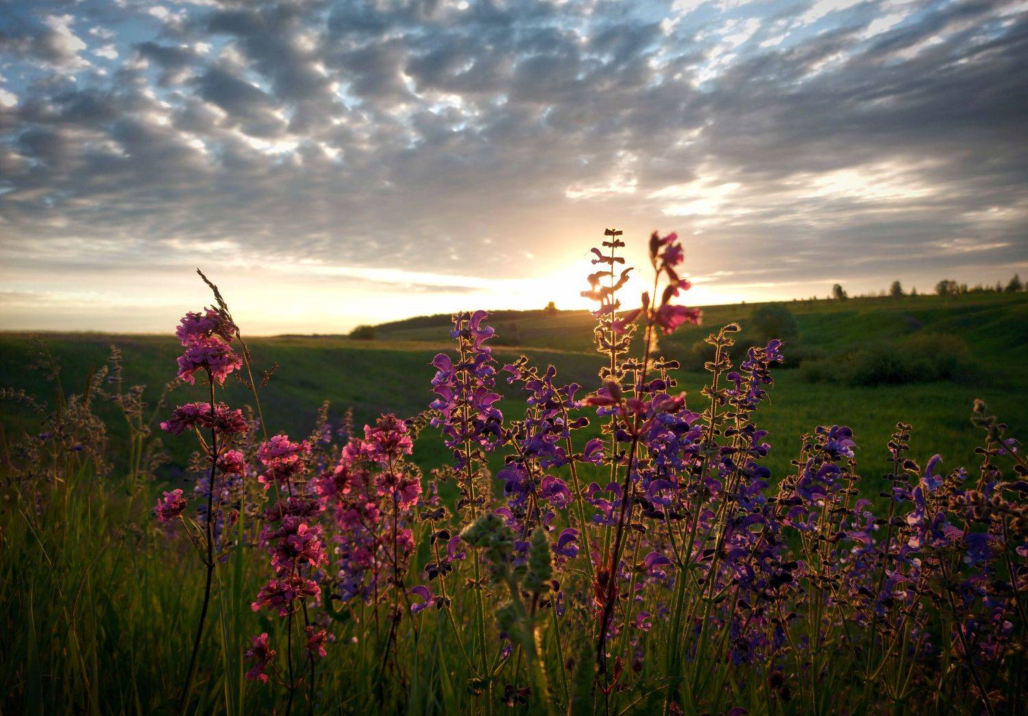 лето, рассвет, цветы, утро, природа, Валерий Савостьянов