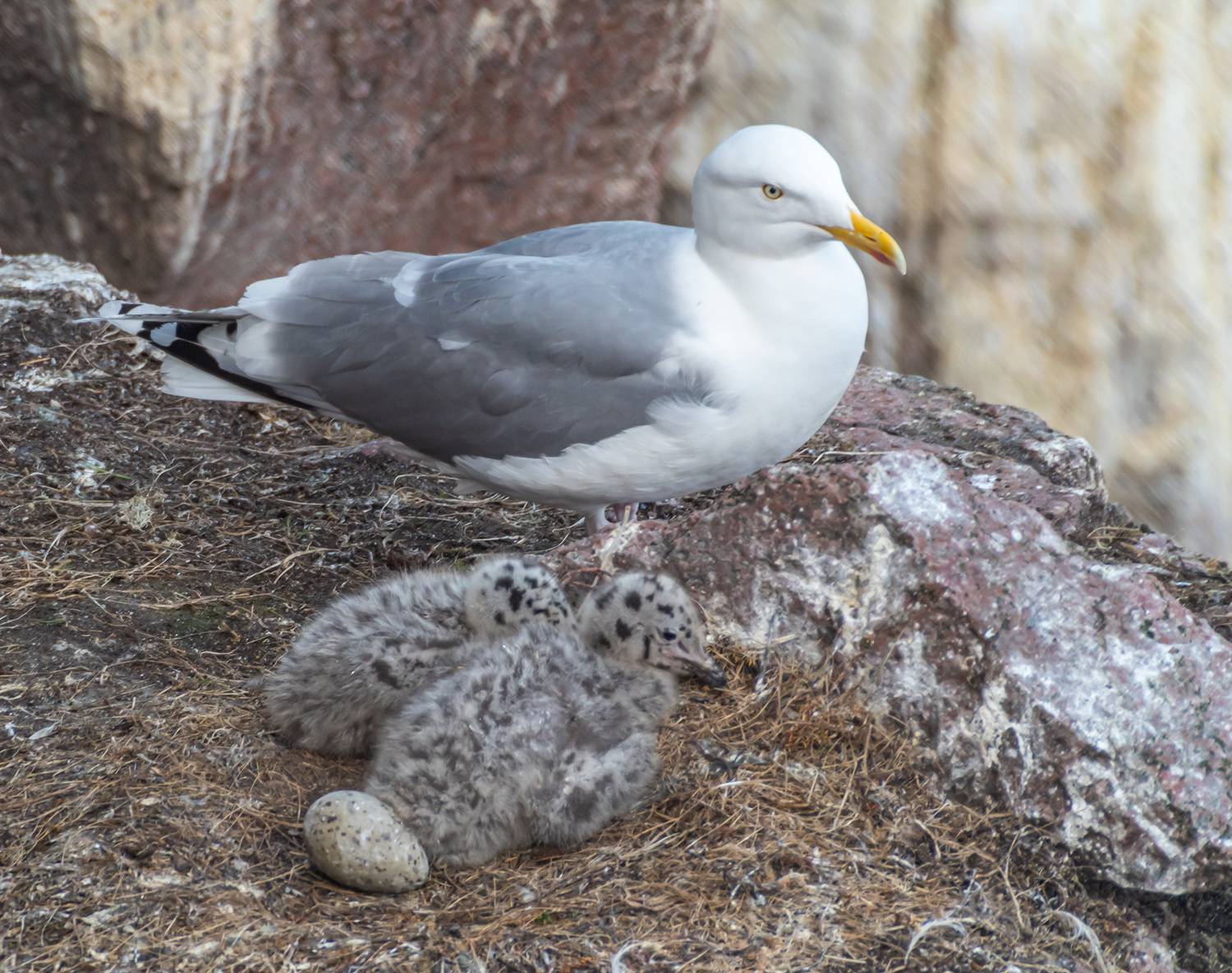 мурмаская область, териберка, птицы, серебристая чайка, Савчук Сергей