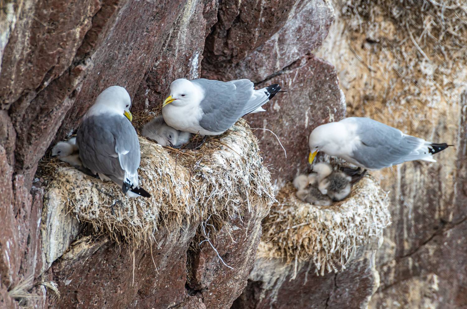 мурмаская область, териберка, птицы, моевка, Савчук Сергей