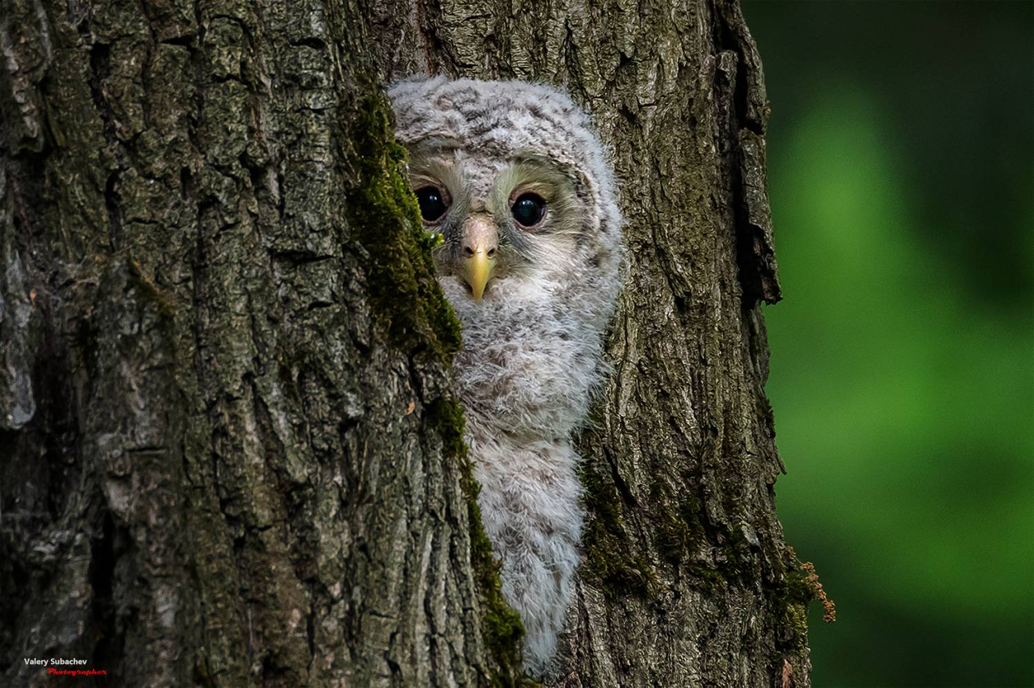 , Валерий Субачев