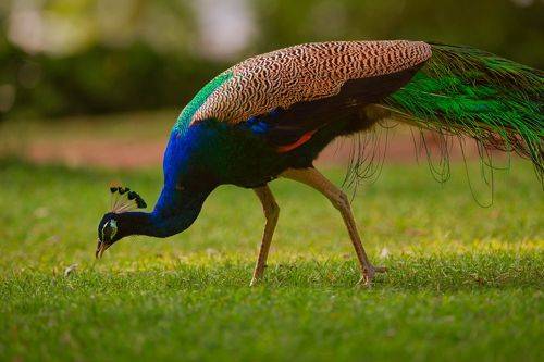 Peacock