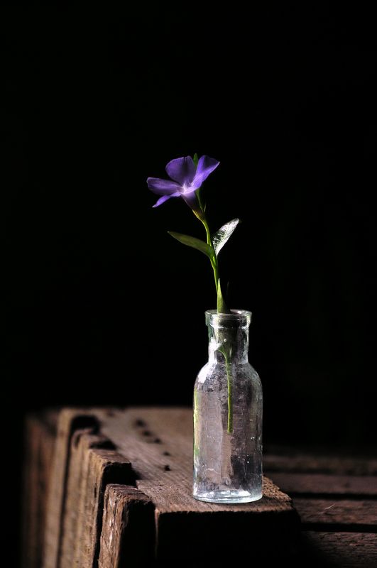 Маленький цветочек фото превью