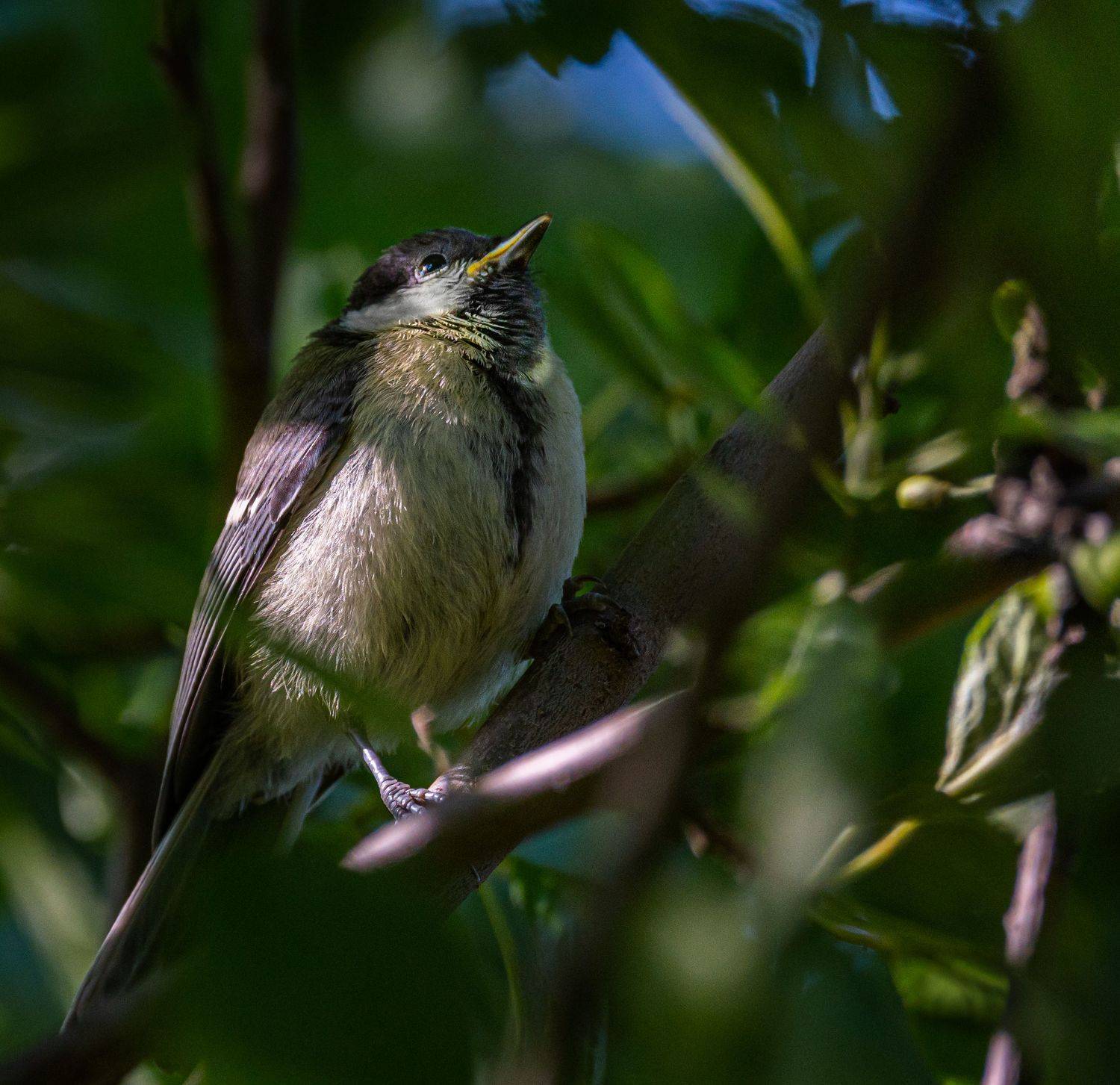 , Курлянцев Алексей