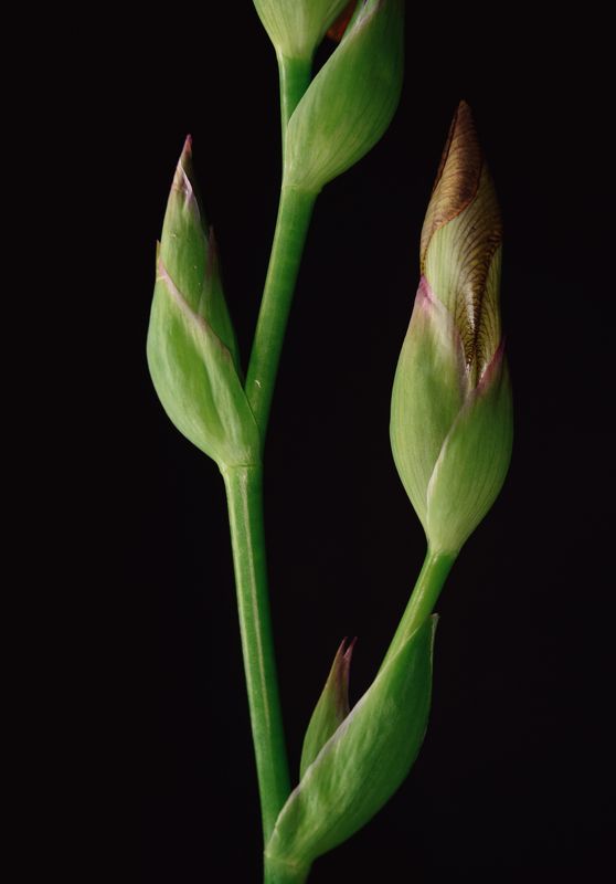 Iris фото превью
