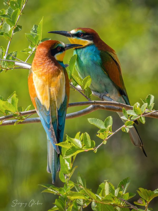 щурка, птицы, пернатые Золотистые щурки фото превью