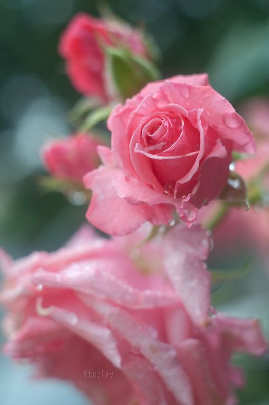 Про капельки на розах после дождя фото превью