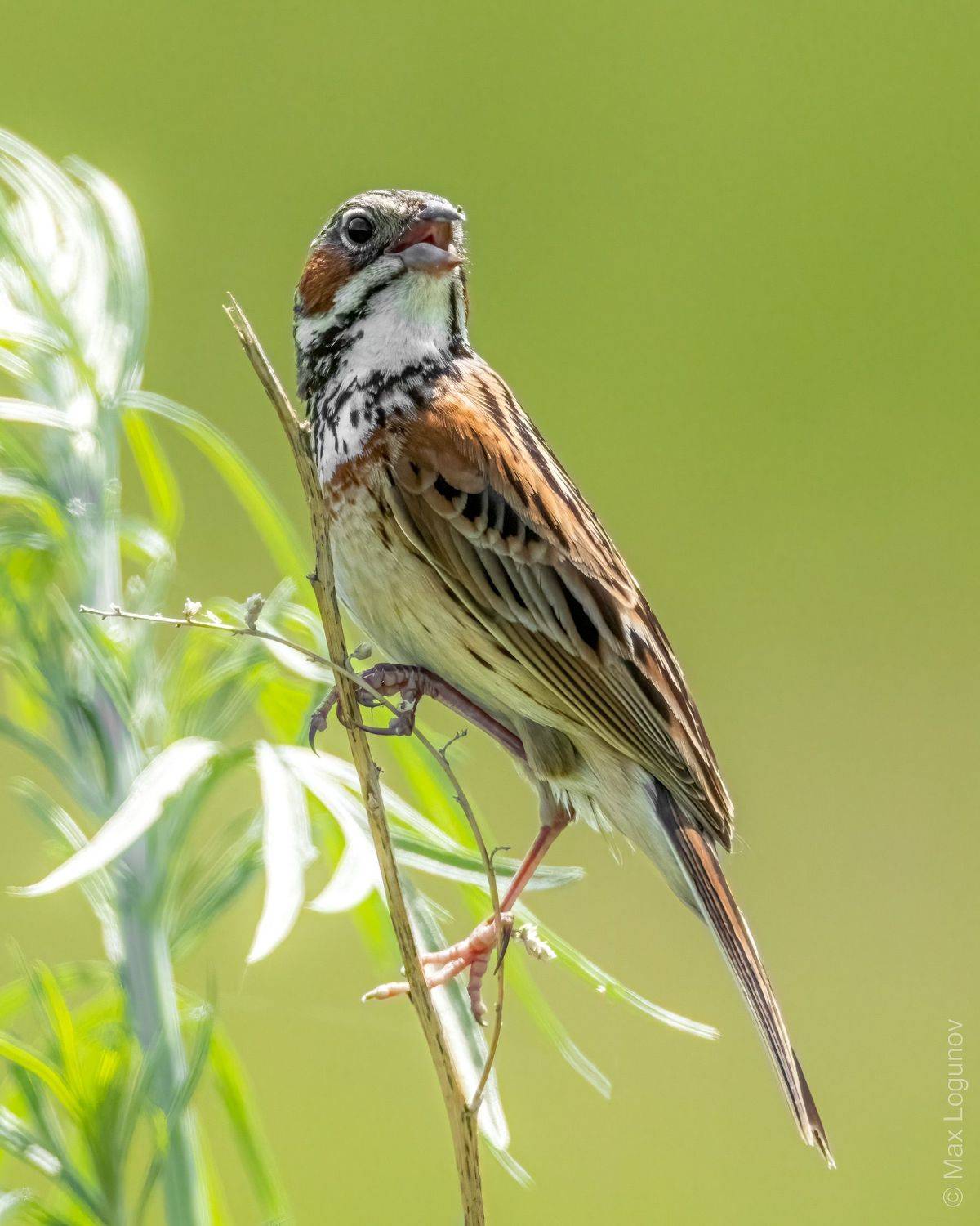 , Логунов Максим