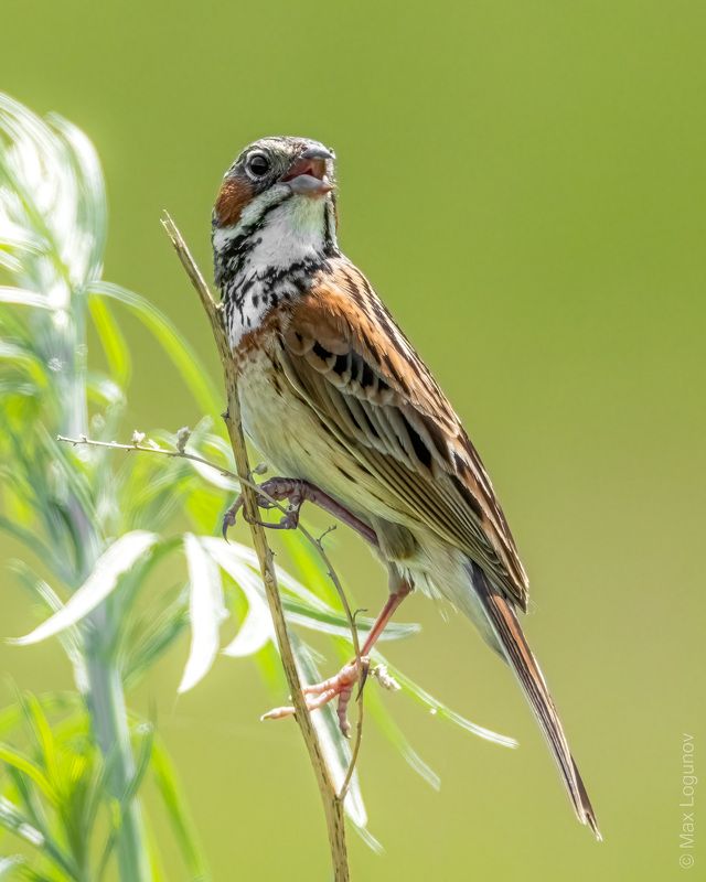 Ошейниковая овсянка фото превью