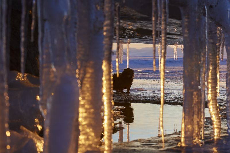 Любопытная норка фото превью