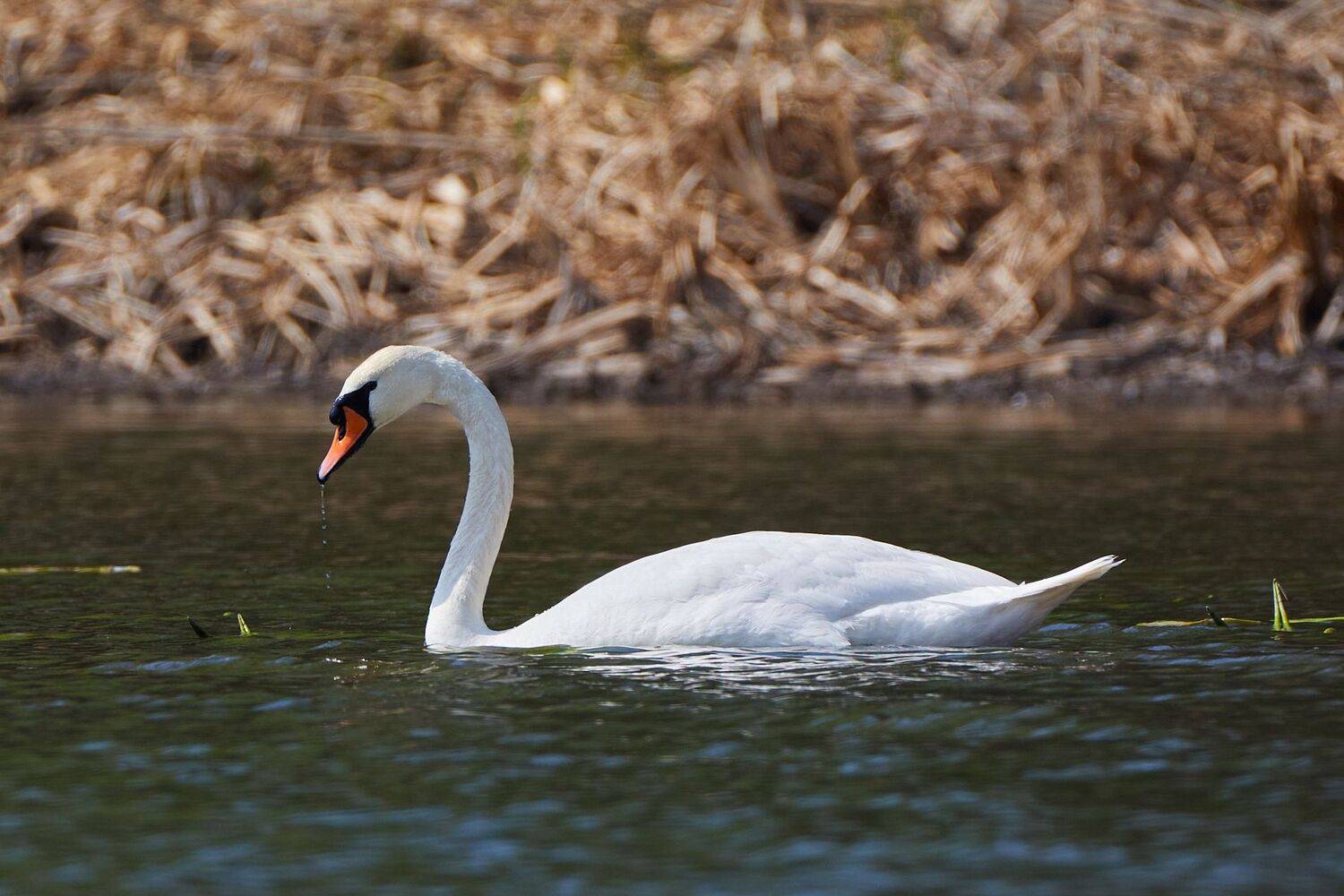 , Гильманов Артур