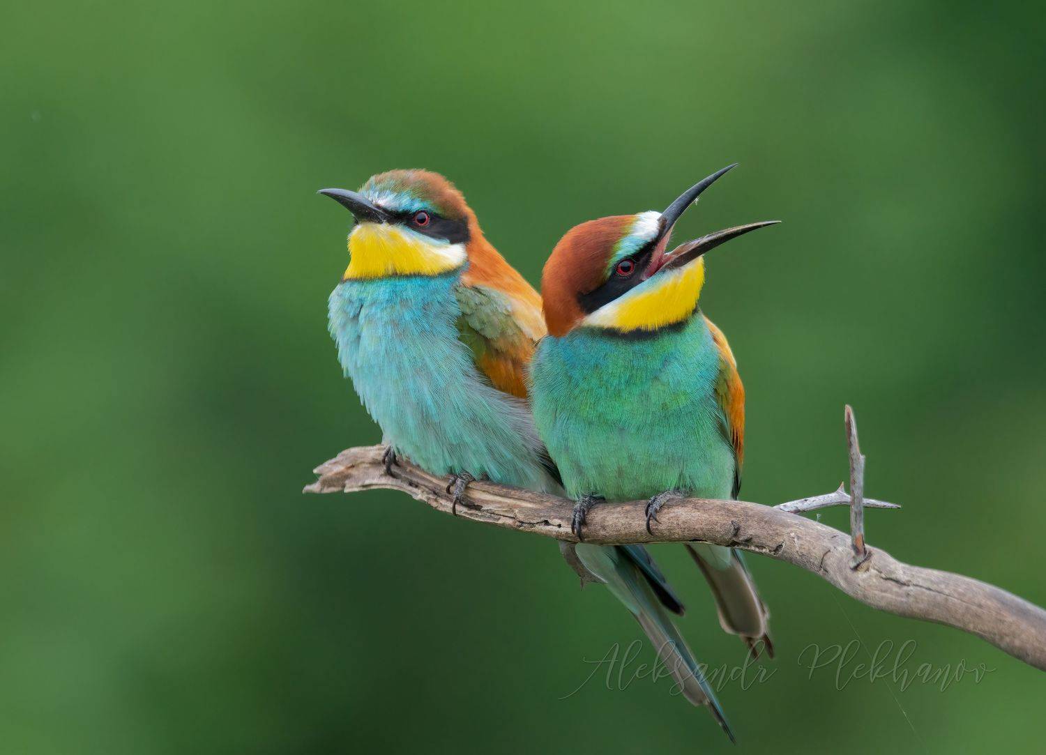 ,european bee-eater,, Плеханов Александр
