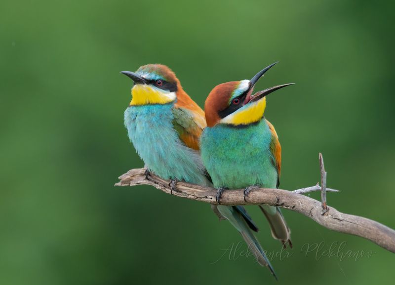 ,european bee-eater, Улыбайтесь ! Вас снимает скрытая камера . фото превью