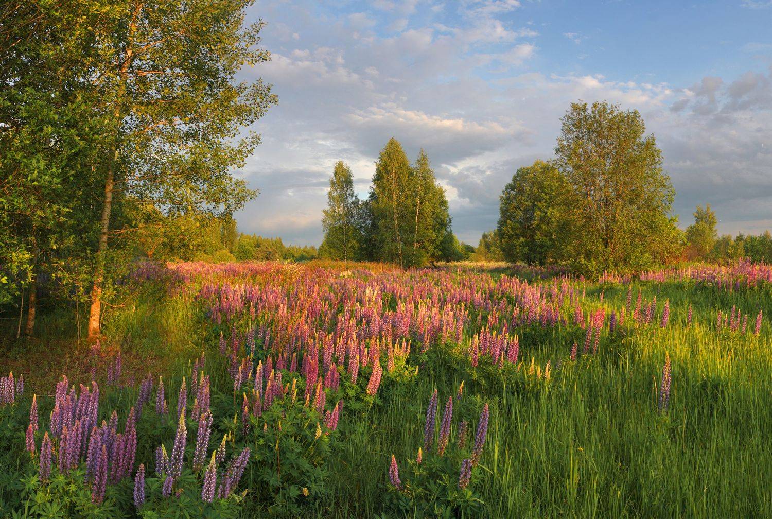 лето , цветы , поле , лес, Александр Свистков