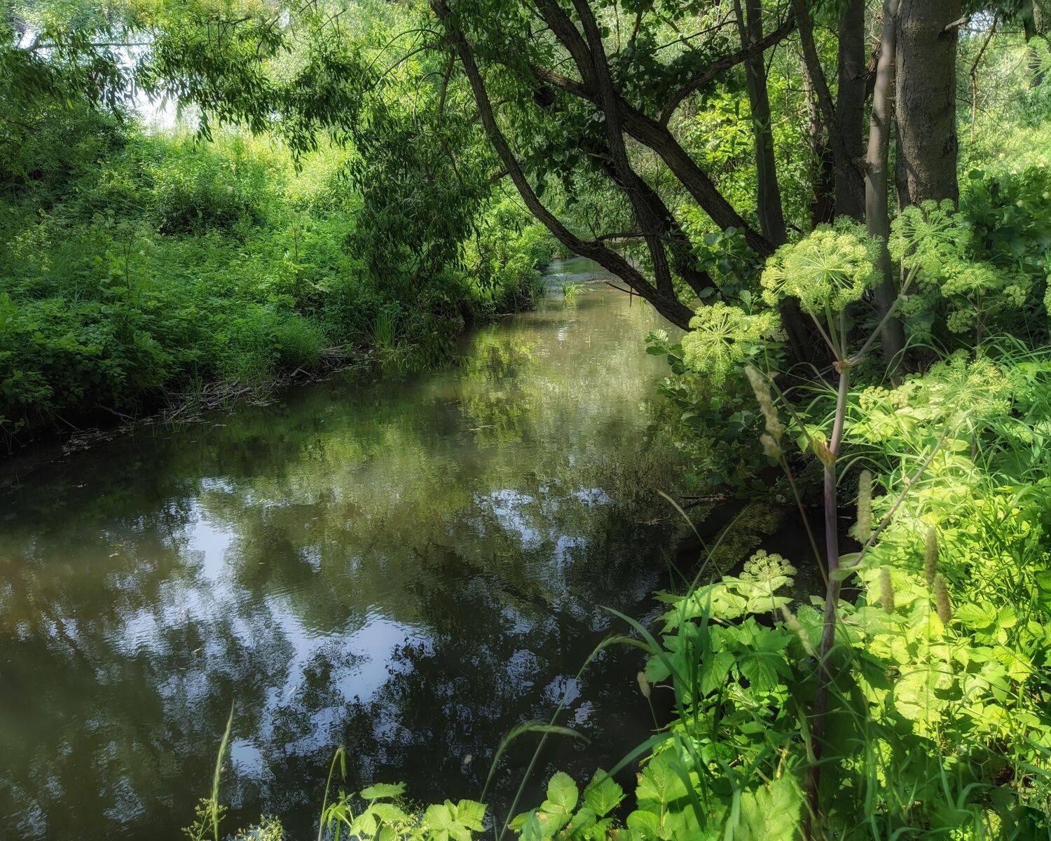 , Светлана Кондрашова