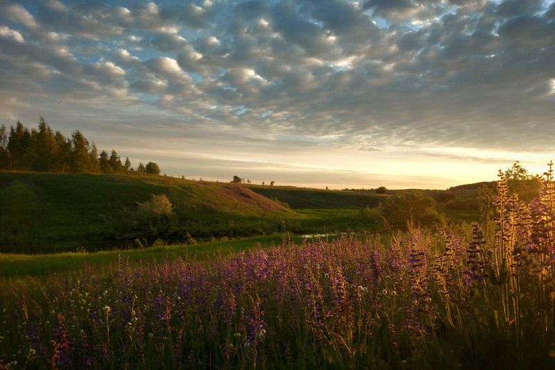 рассвет, цветы, утро, лето, облака, небо Сказочное утро. фото превью