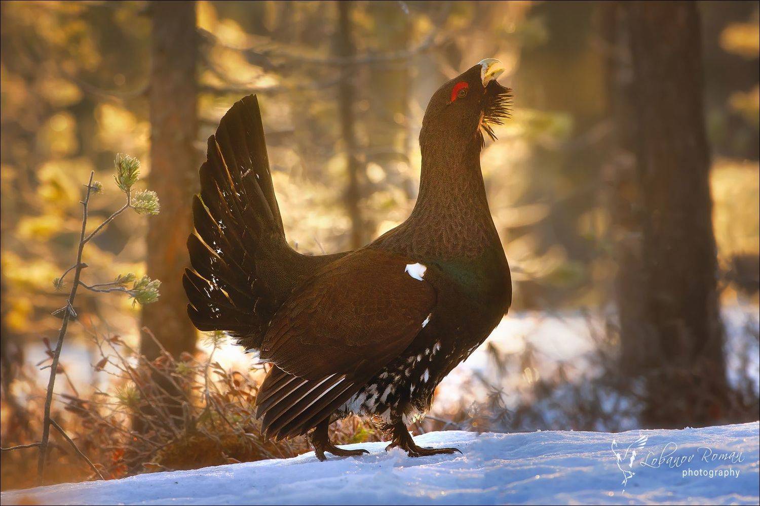 , Роман Лобанов