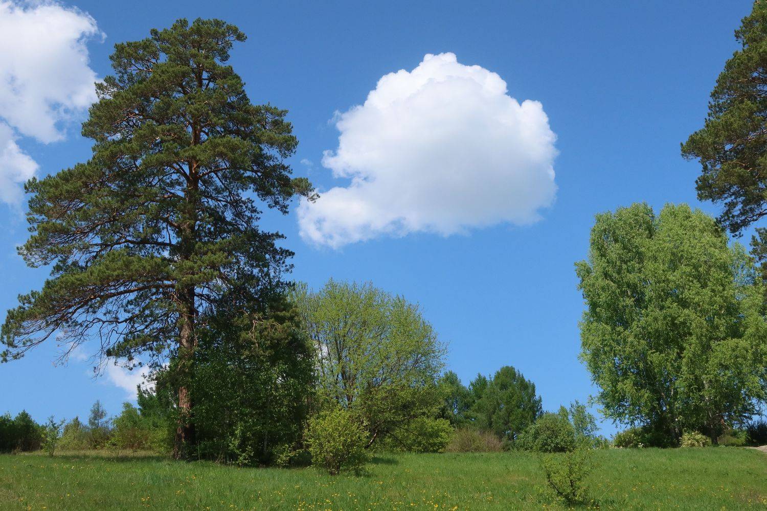 лето,небо,облако,деревья, Козлова Галина