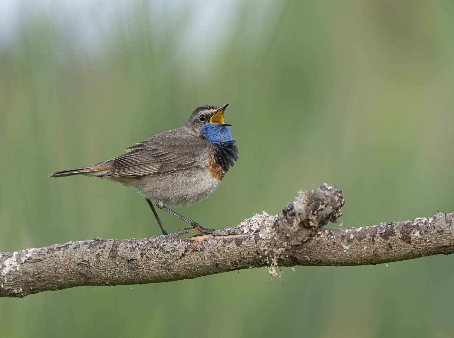 птицы,природа, лето, Андрей Киселёв