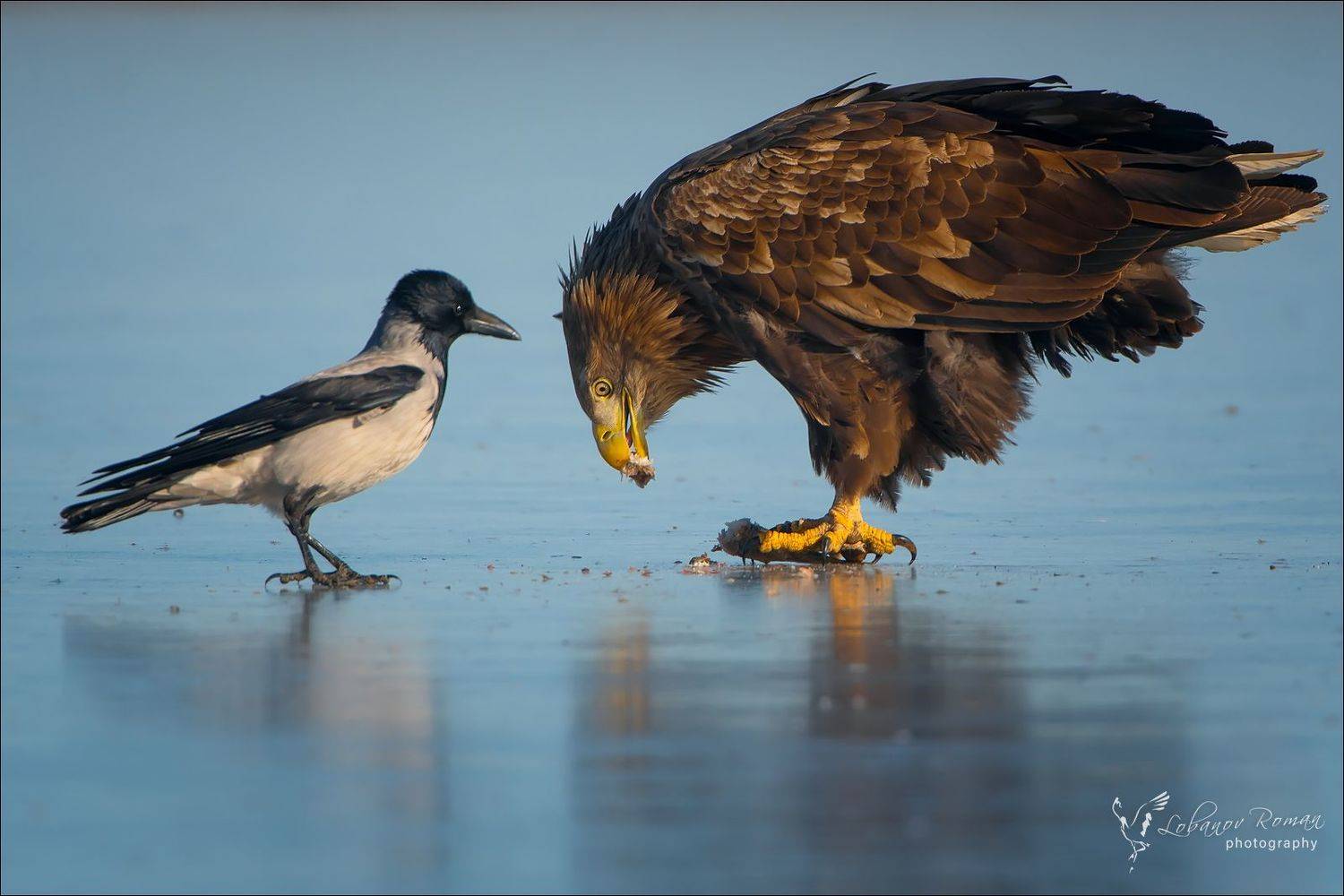 , Роман Лобанов
