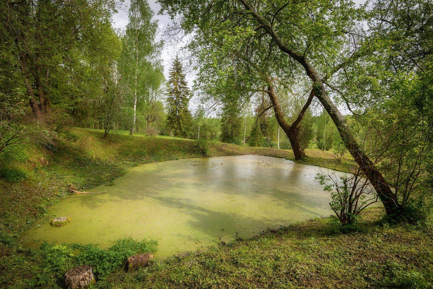 май, природа, болото, лес, Сергей Аникин