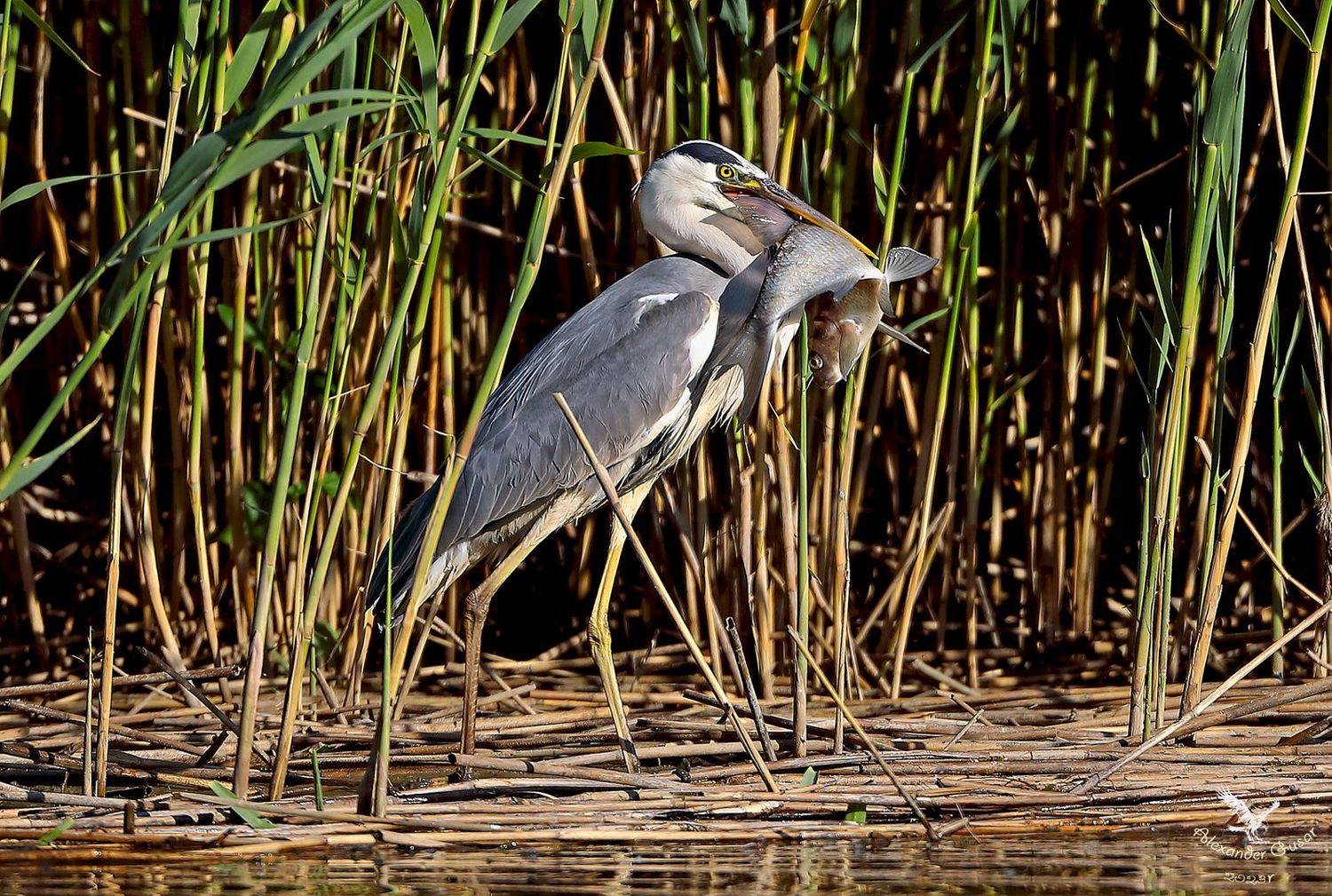 серая цапля., Гусар Александр