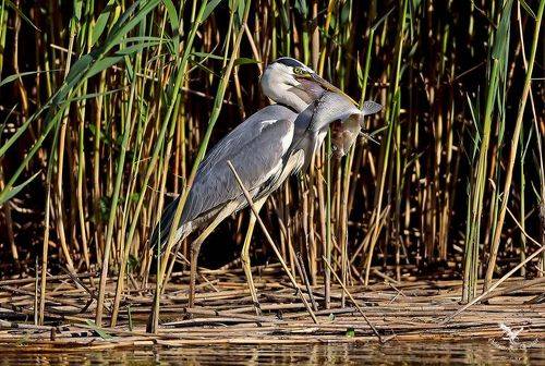 Люблю повеселиться, особенно пожрать.