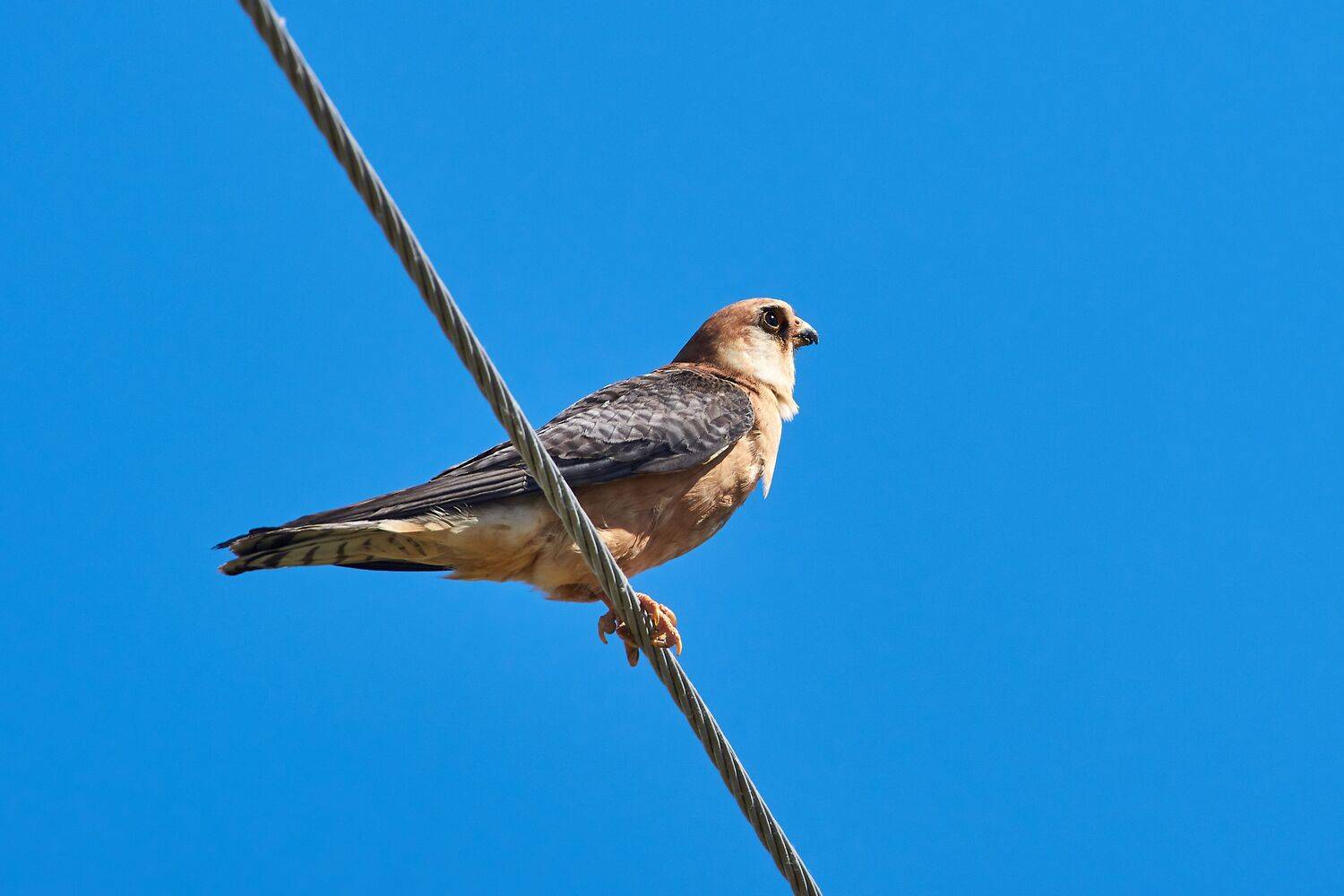 bird, birds, birdswatching, volgograd, russia, Falco vespertinus, Сторчилов Павел