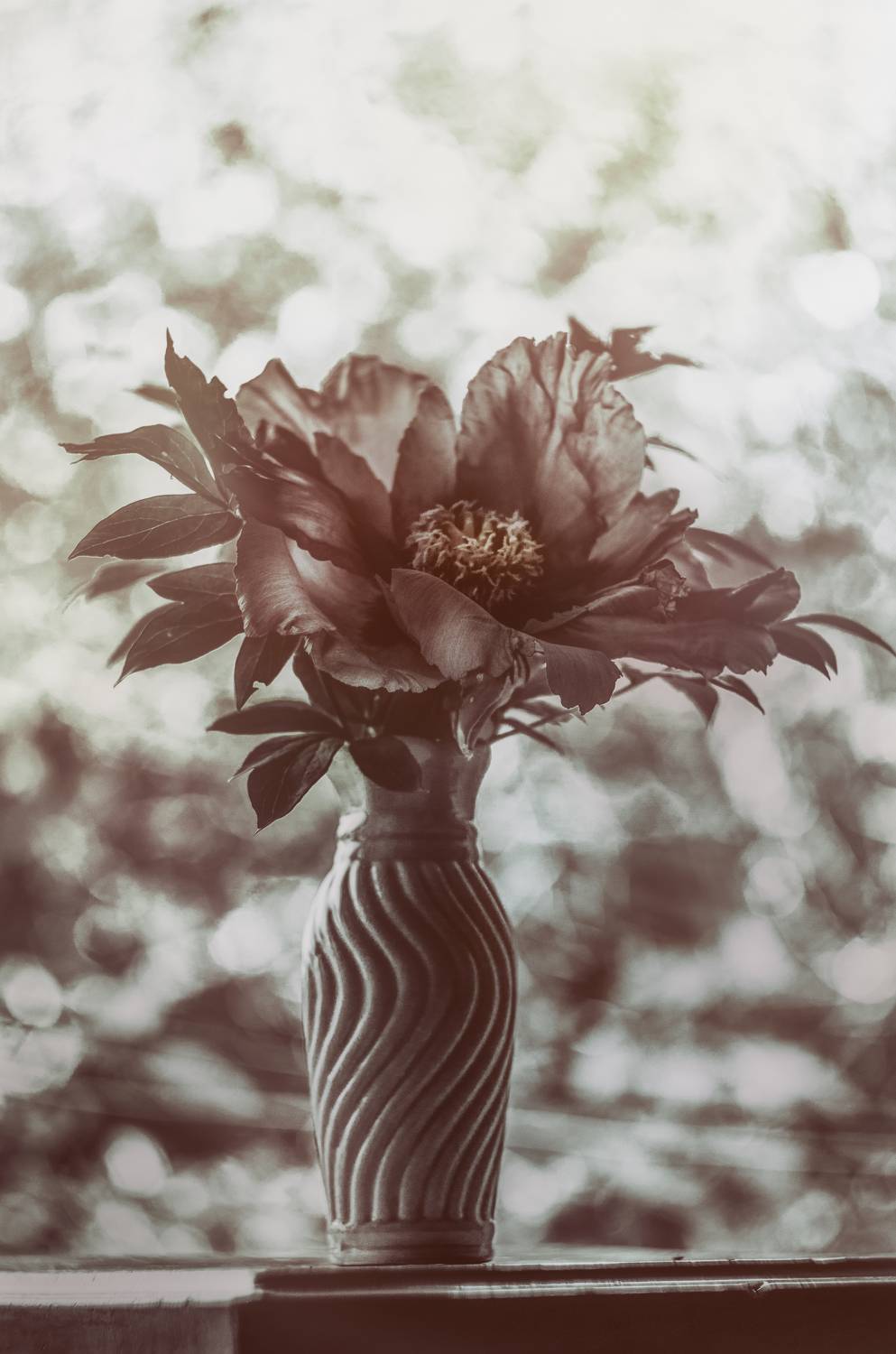 пион, цветок, арт фото, натюрморт, Shadow Anna