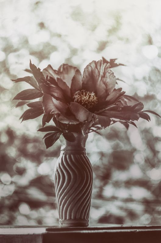 пион, цветок, арт фото, натюрморт Цветочная фантазия фото превью