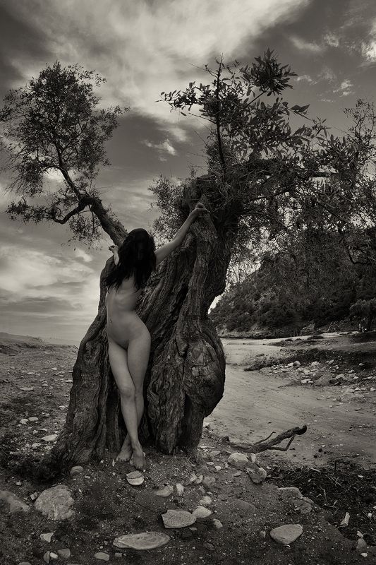 At the olive tree фото превью