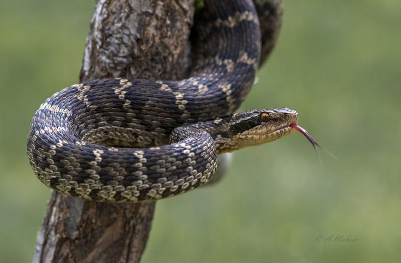 *** фото превью